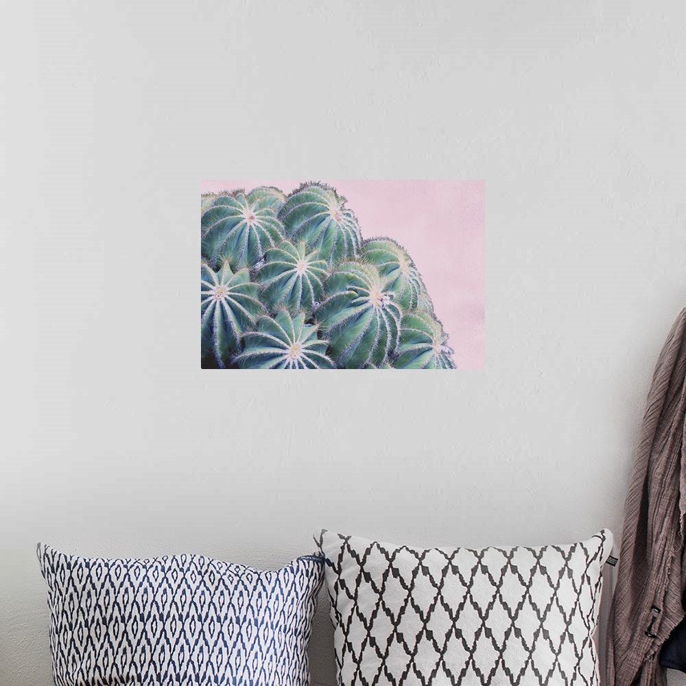 A bohemian room featuring Close up image of a cactus plant with round buds.