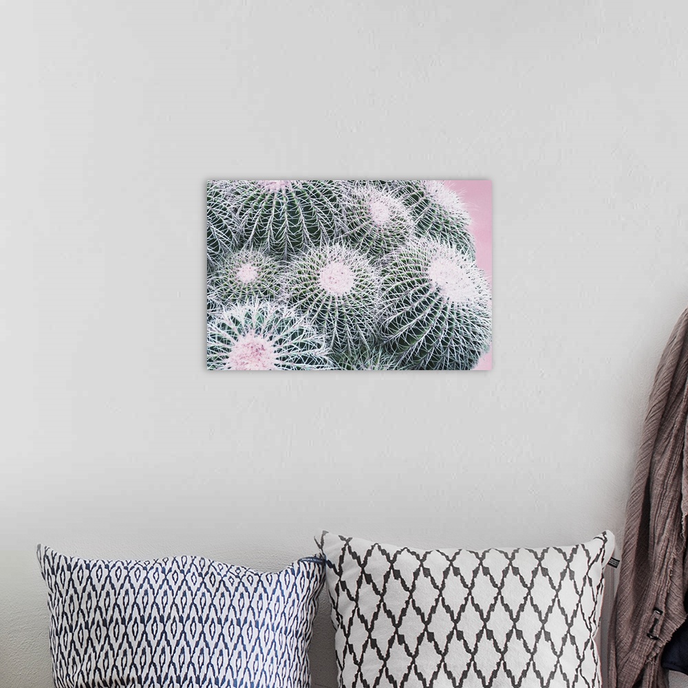 A bohemian room featuring Close up photo of round cactus buds covered in spines.