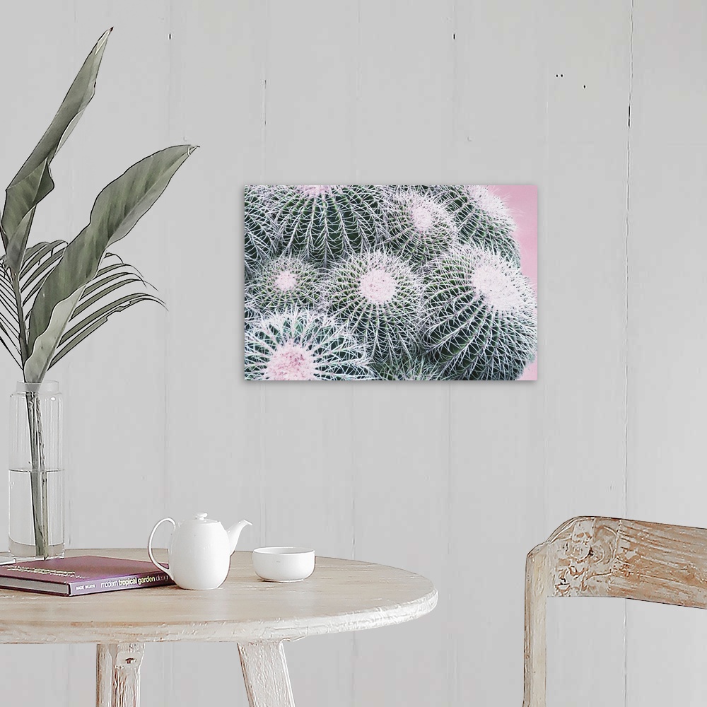 A farmhouse room featuring Close up photo of round cactus buds covered in spines.