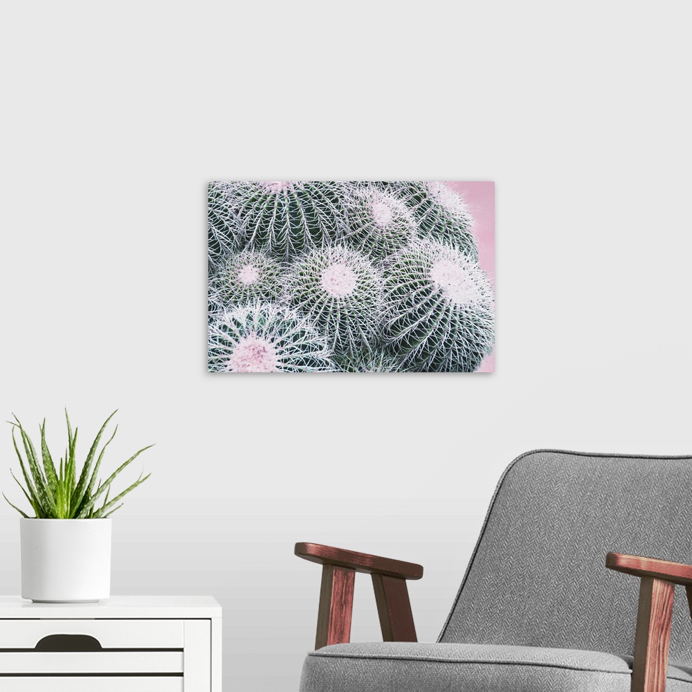 A modern room featuring Close up photo of round cactus buds covered in spines.