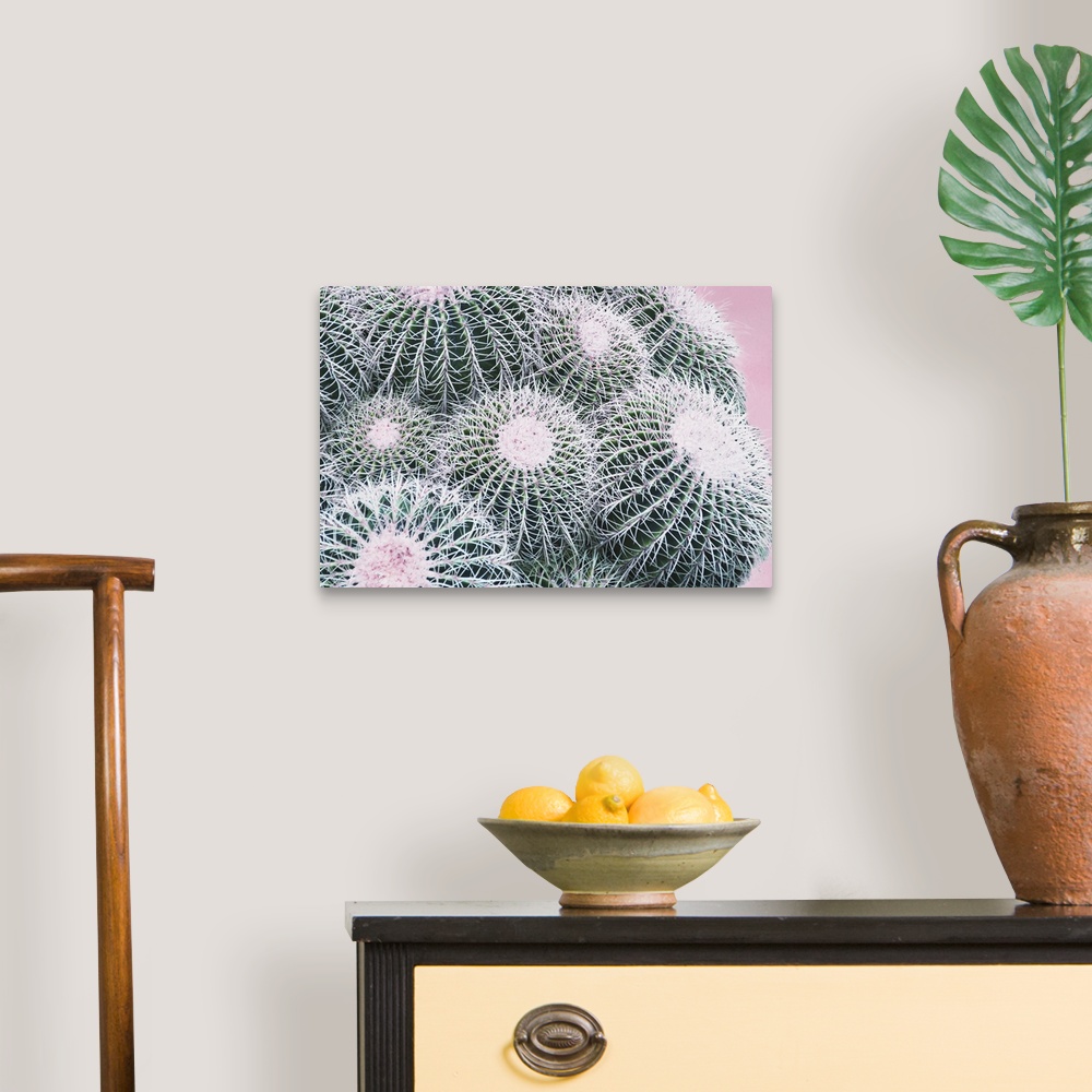 A traditional room featuring Close up photo of round cactus buds covered in spines.