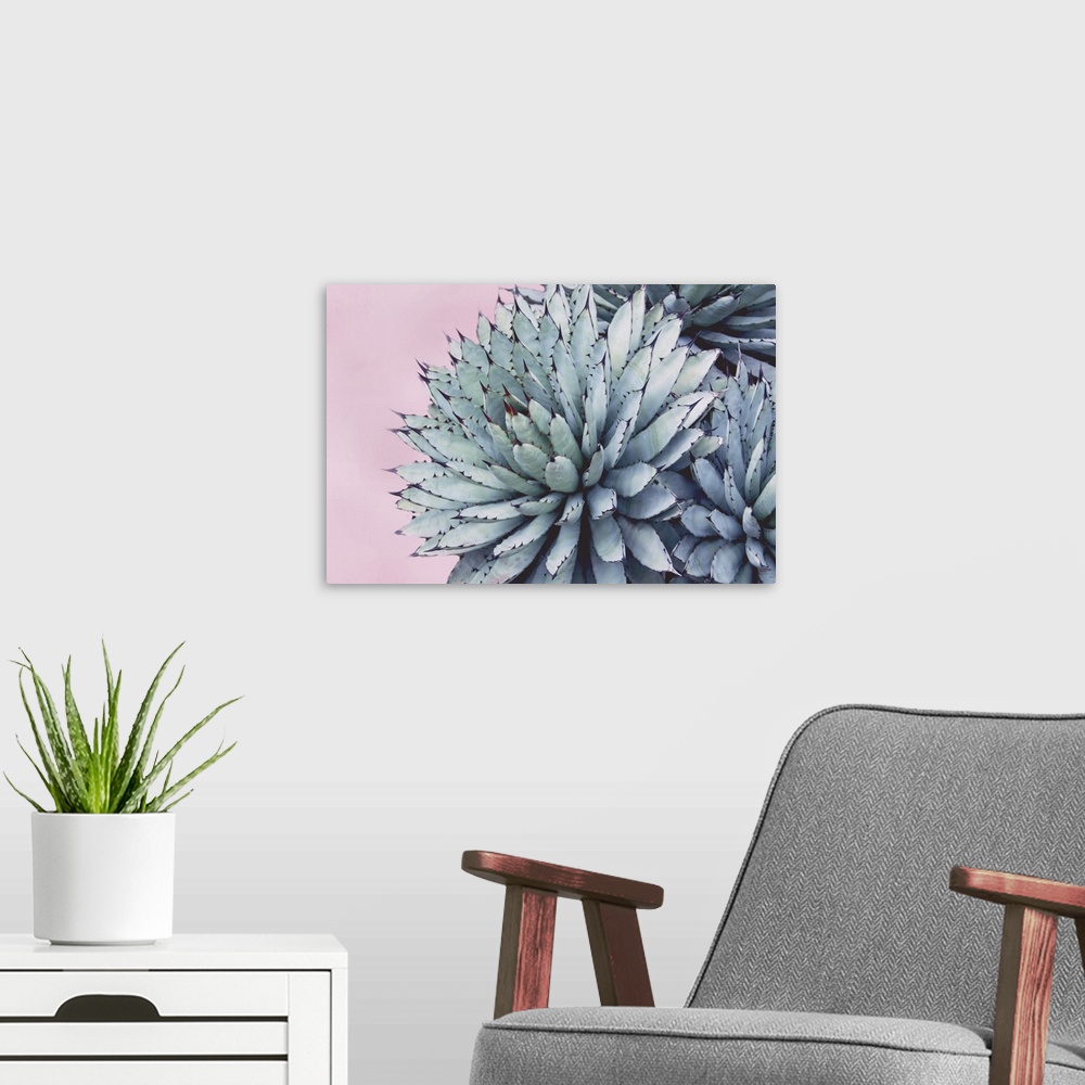 A modern room featuring Close up photo of succulent plants with pointed green leaves.