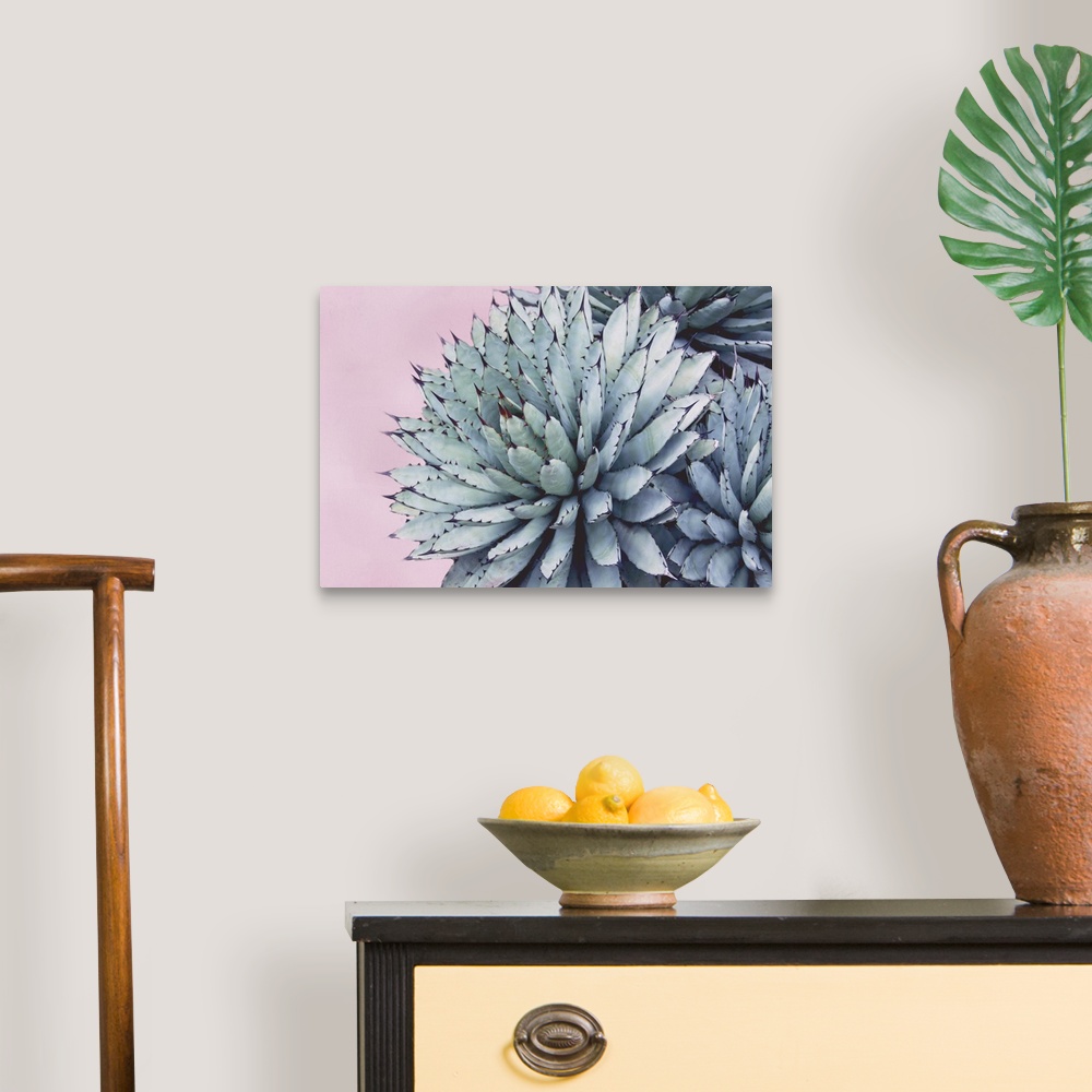 A traditional room featuring Close up photo of succulent plants with pointed green leaves.
