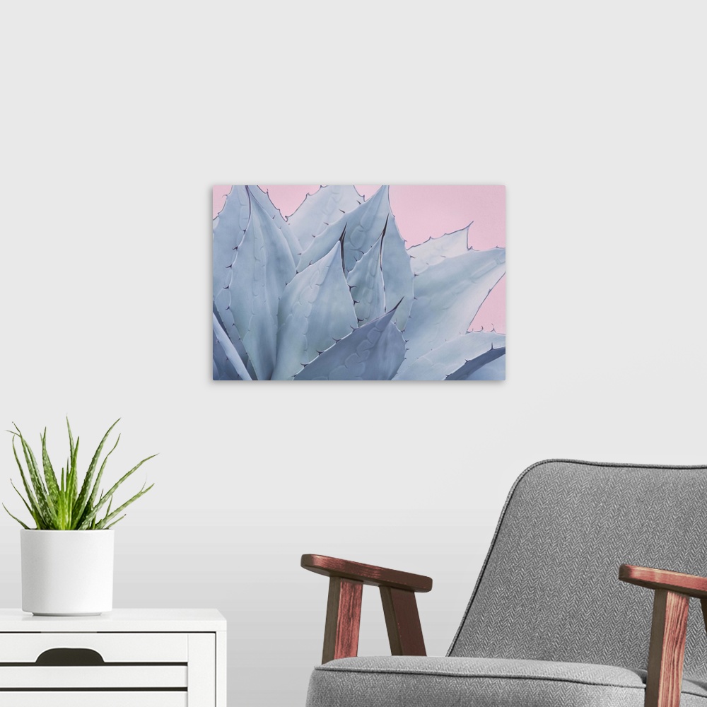 A modern room featuring Close up photo of the pointed leaves of a succulent plant.