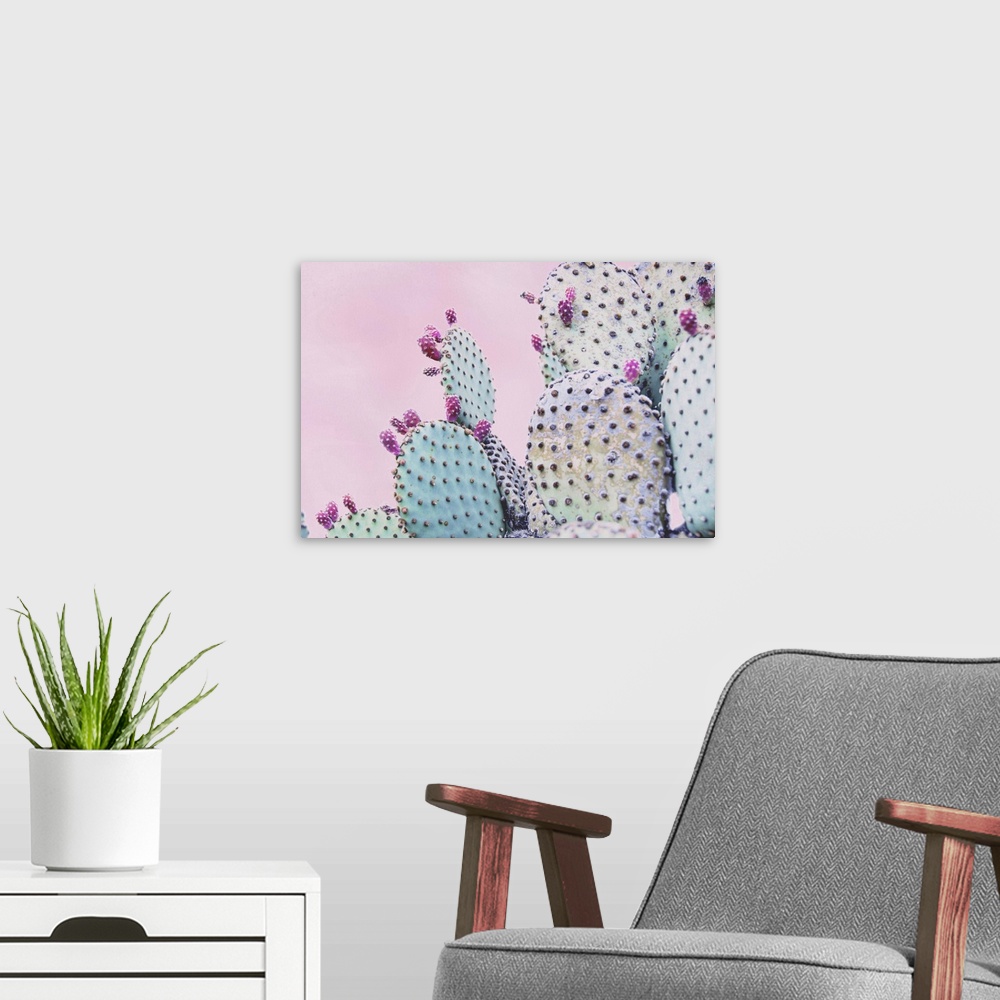 A modern room featuring Close up image of a cactus plant with pink flowers on its edges.