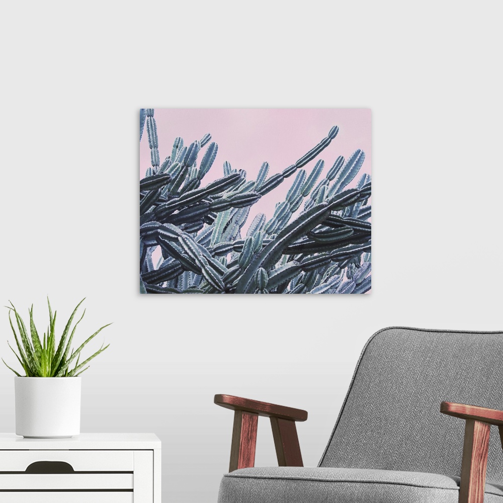 A modern room featuring Long, intertwining branches of cacti against a pale sky.