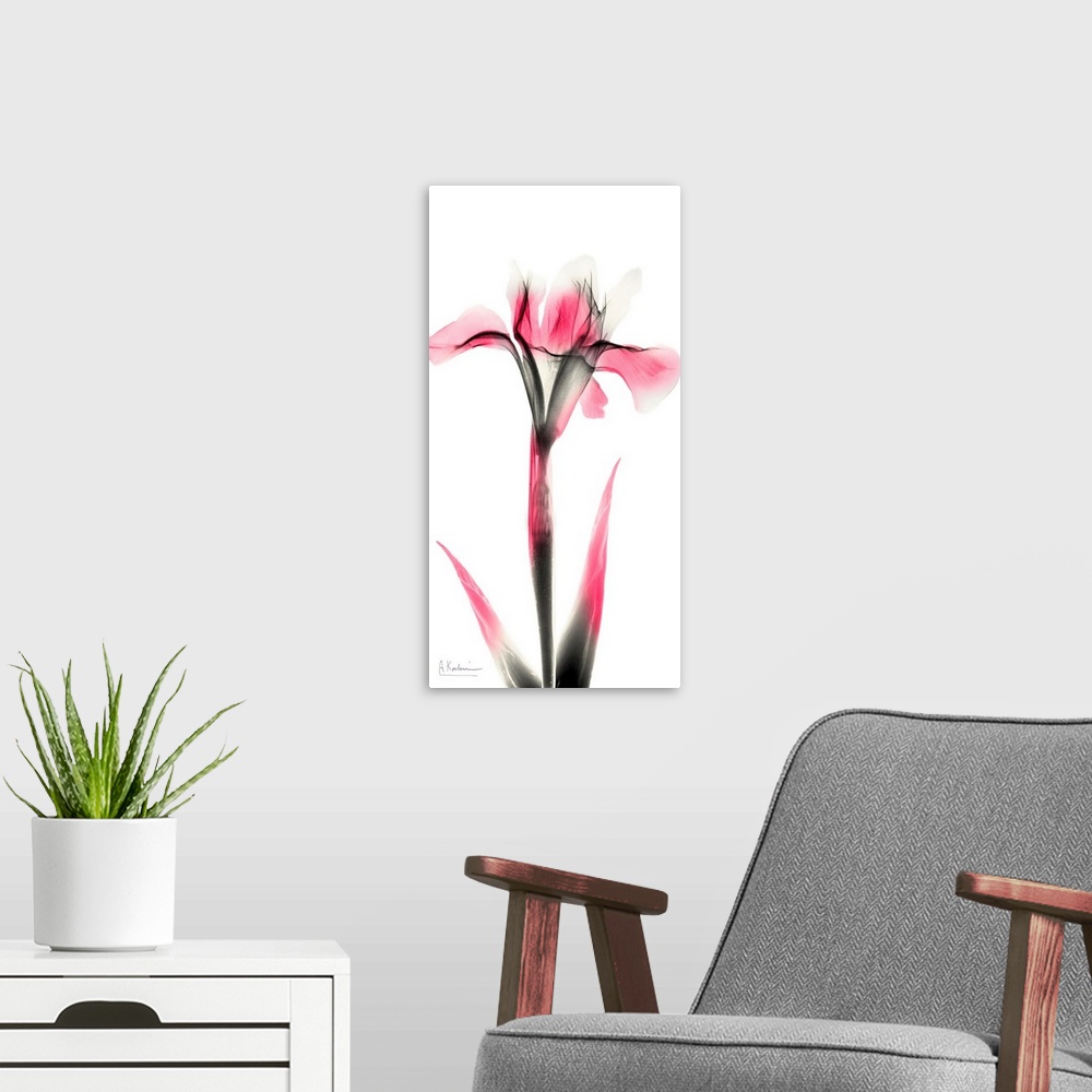 A modern room featuring Pink Infused Iris 1