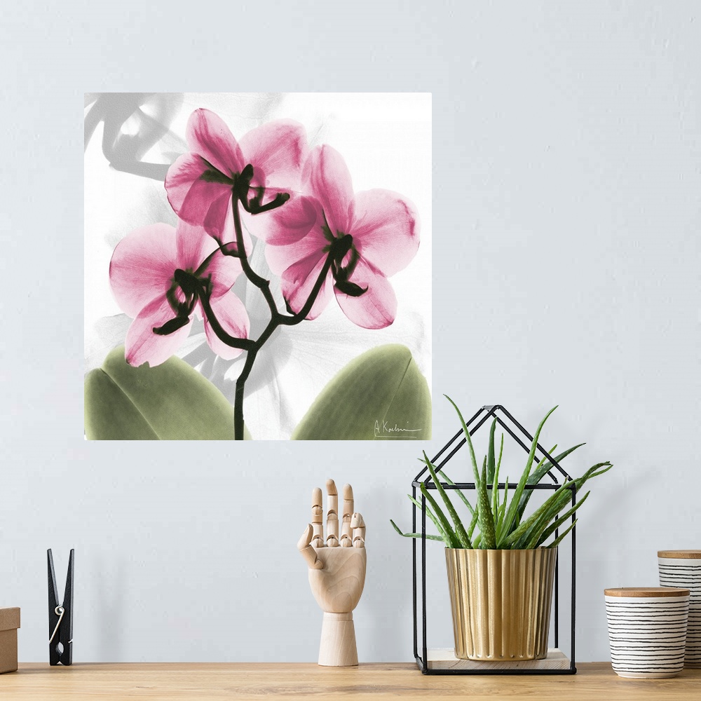 A bohemian room featuring Pink Orchid x-ray photography