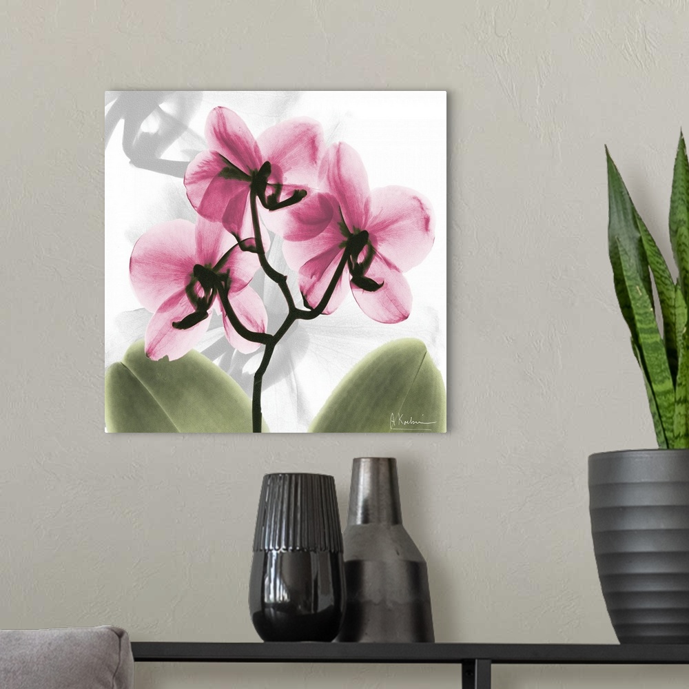 A modern room featuring Pink Orchid x-ray photography
