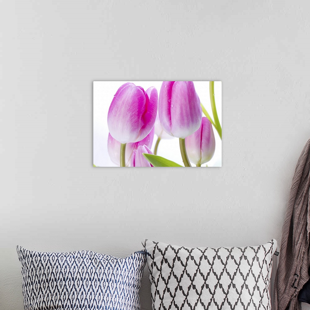 A bohemian room featuring Pink Tulips II