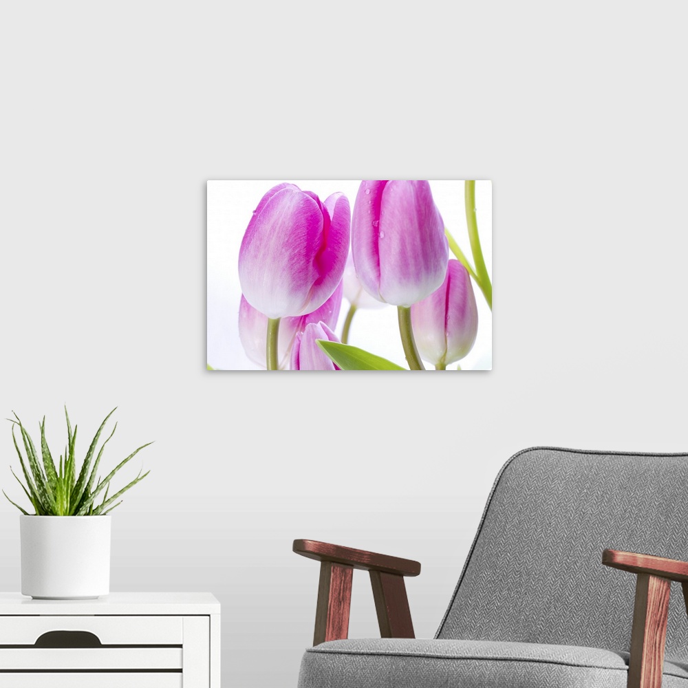 A modern room featuring Pink Tulips II
