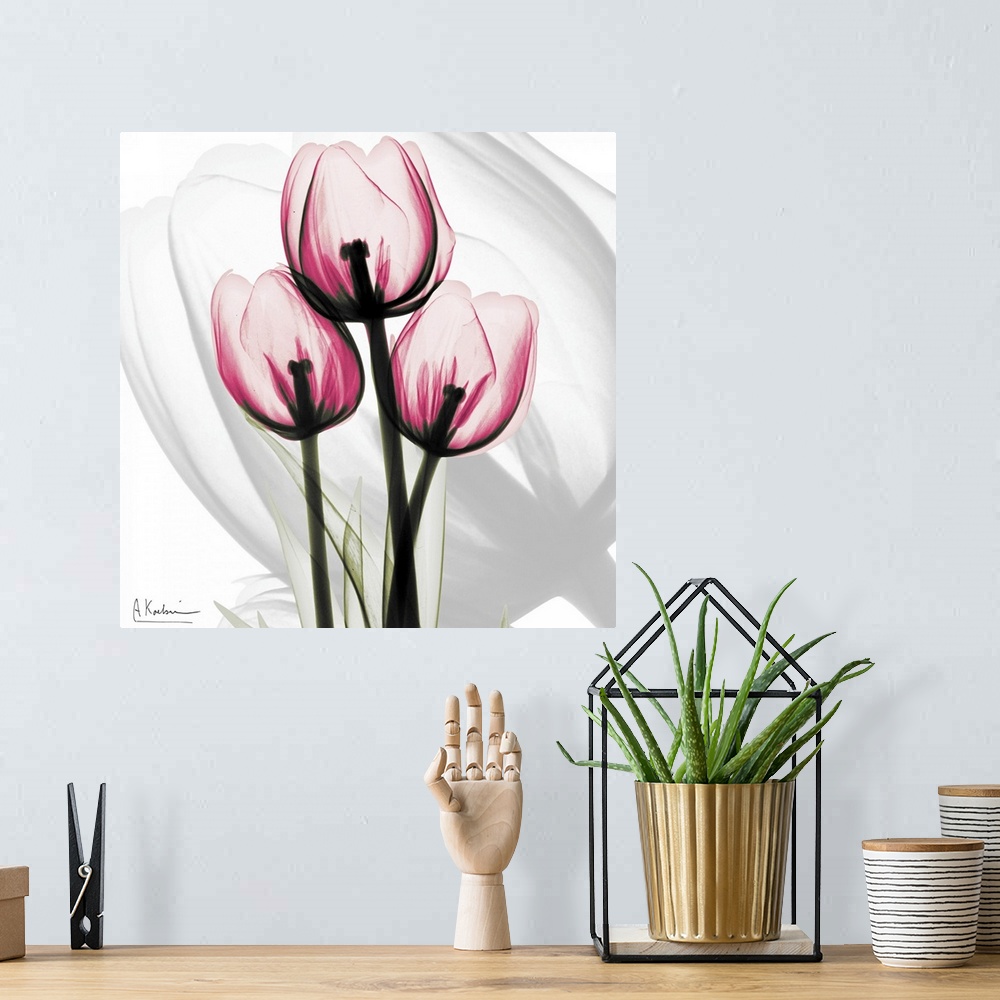 A bohemian room featuring Pink Tulips x-ray photography