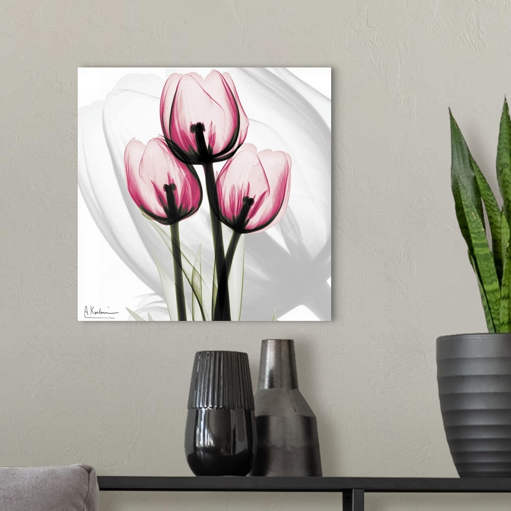 A modern room featuring Pink Tulips x-ray photography