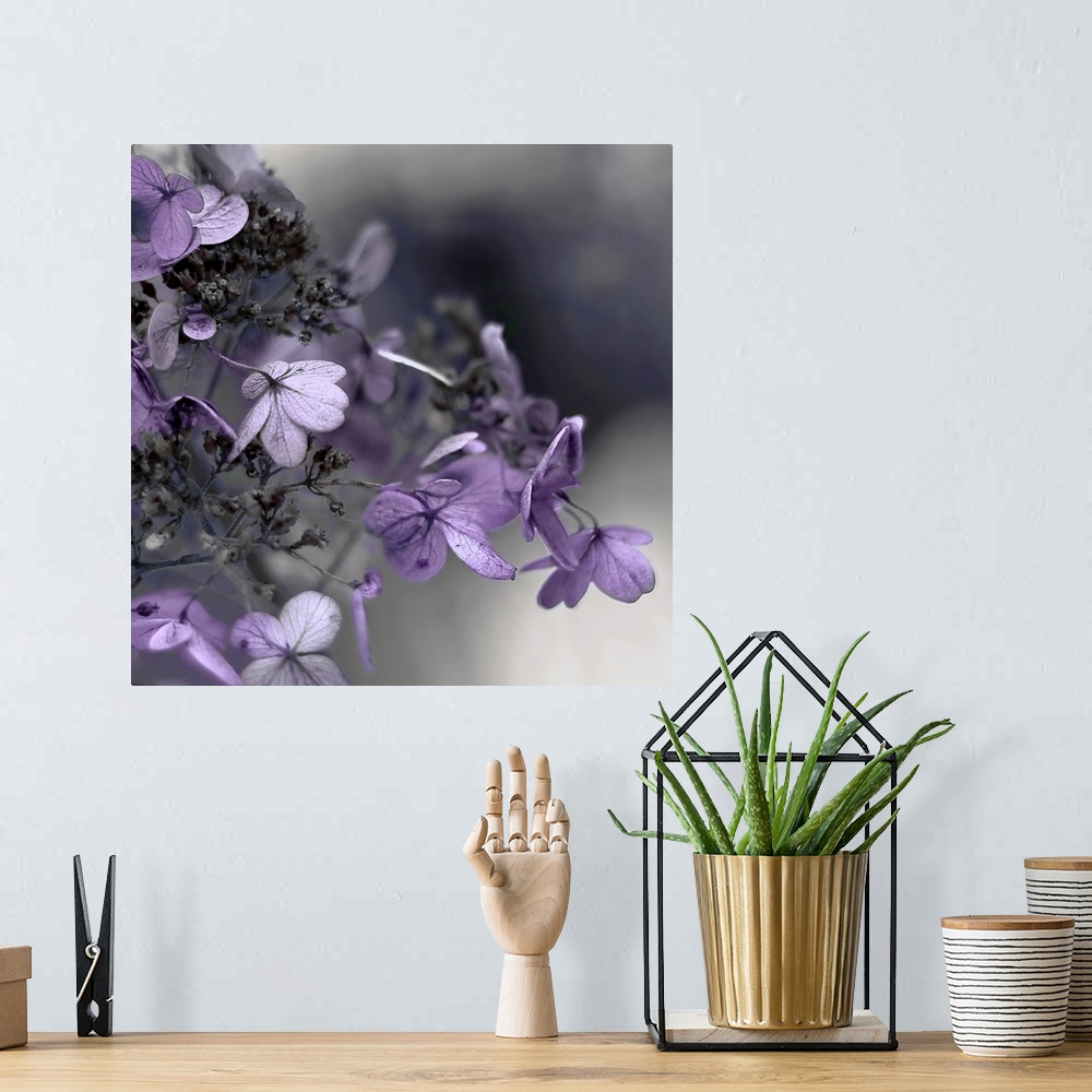 A bohemian room featuring Close up photo of purple hydrangea flowers against a dark grey background.