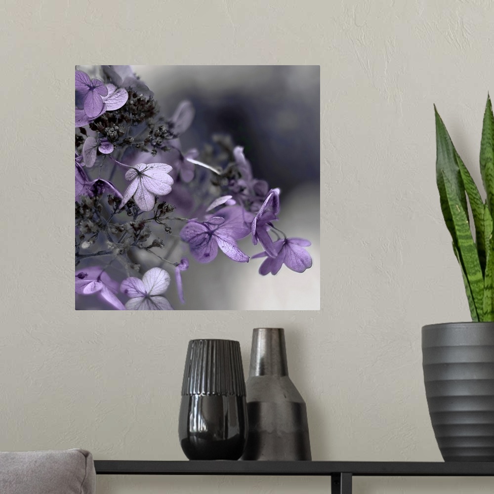 A modern room featuring Close up photo of purple hydrangea flowers against a dark grey background.