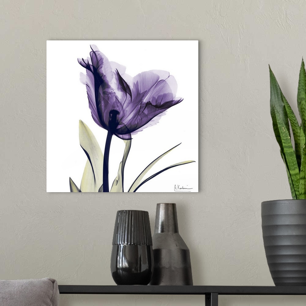 A modern room featuring Square x-ray photograph of a purple flower against a white background.