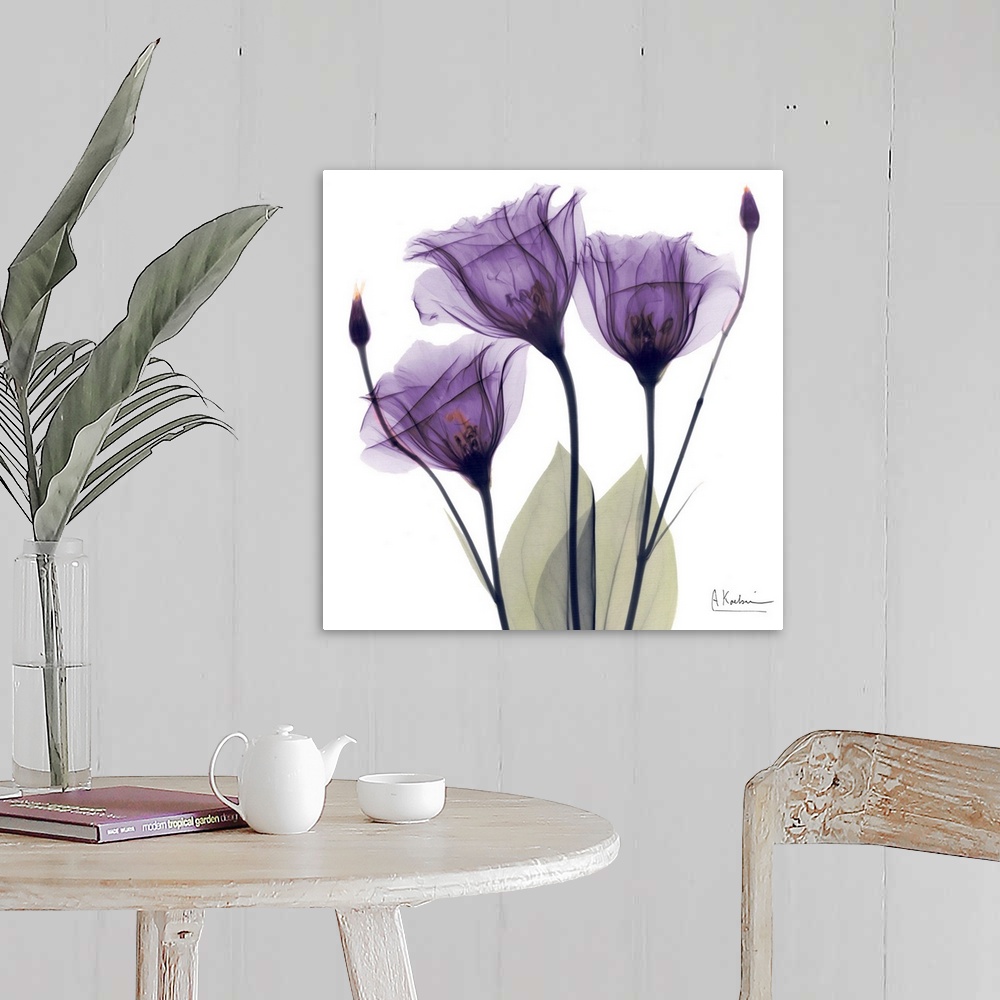 A farmhouse room featuring Square x-ray photograph of three purple flowers against a white background.