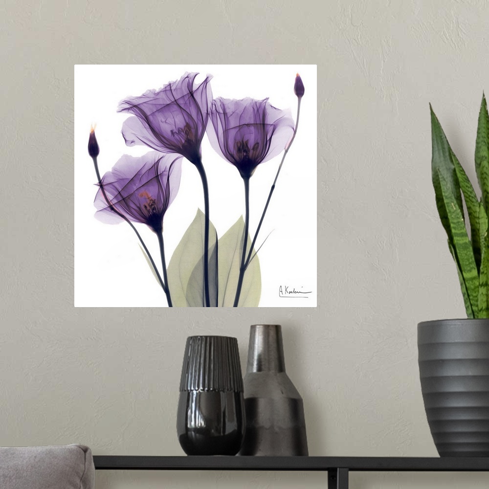 A modern room featuring Square x-ray photograph of three purple flowers against a white background.
