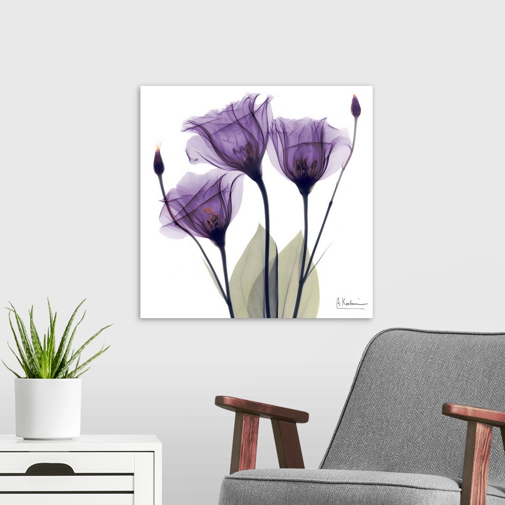 A modern room featuring Square x-ray photograph of three purple flowers against a white background.