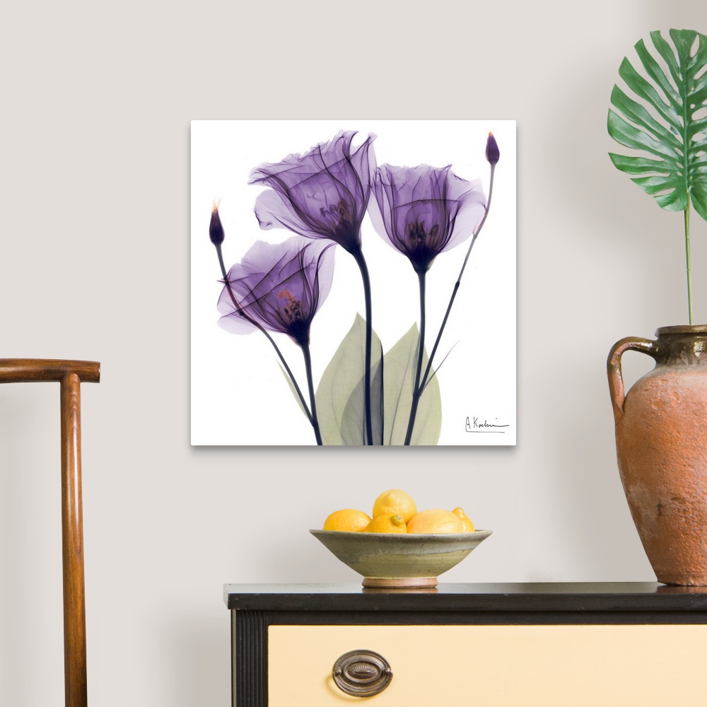 A traditional room featuring Square x-ray photograph of three purple flowers against a white background.