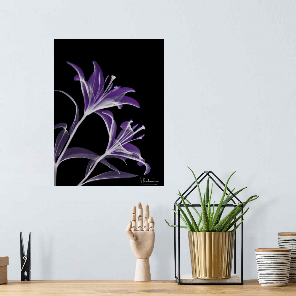 A bohemian room featuring Vertical x-ray photograph of lilies, against a dark background.