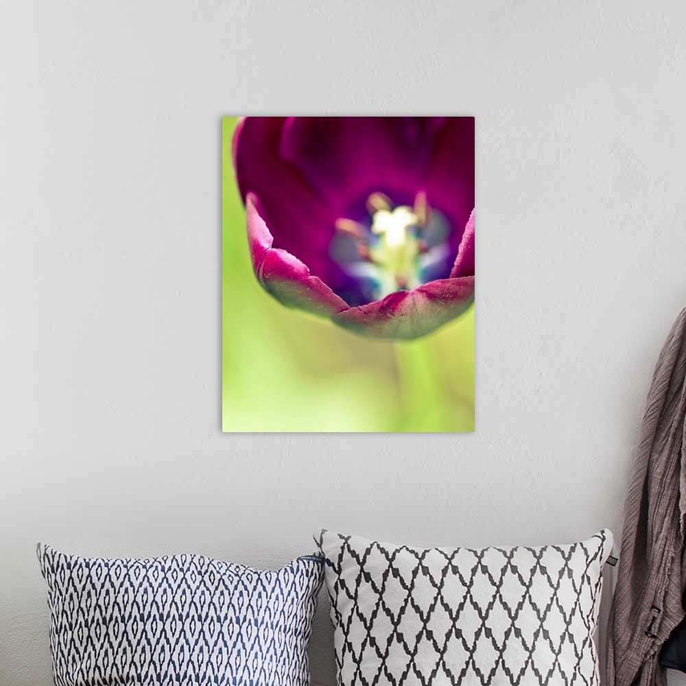 A bohemian room featuring Close up photo of the inside center of a purple tulip.