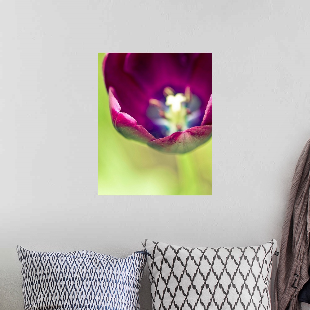 A bohemian room featuring Close up photo of the inside center of a purple tulip.