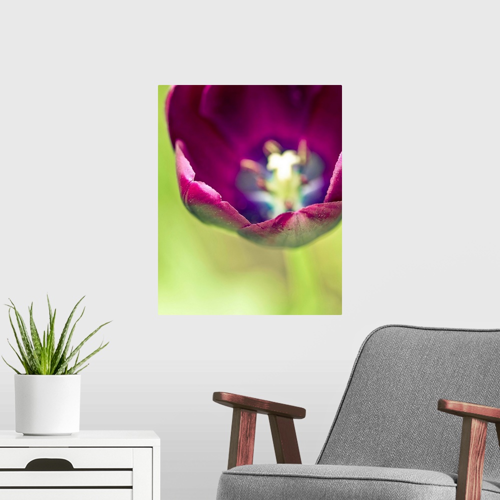 A modern room featuring Close up photo of the inside center of a purple tulip.