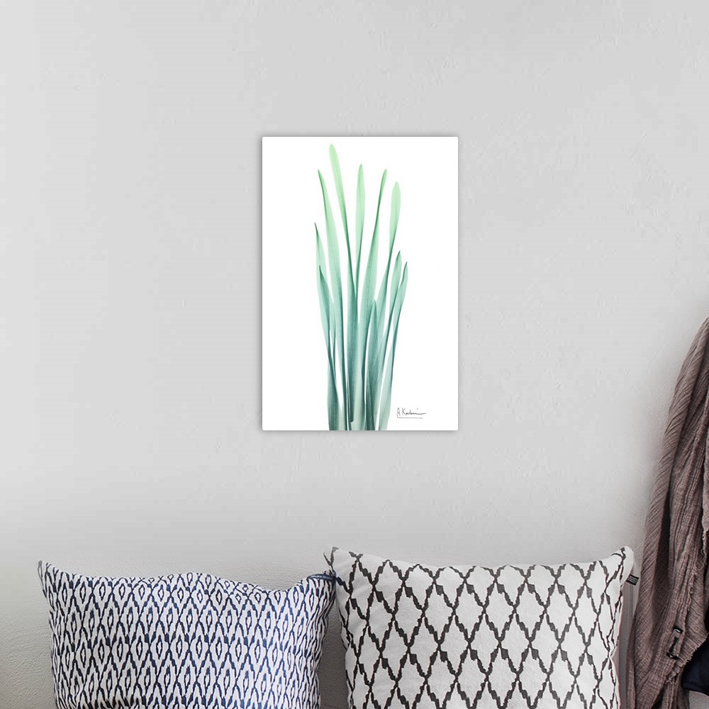 A bohemian room featuring X-ray style photo of overlapping hyacinth leaves.