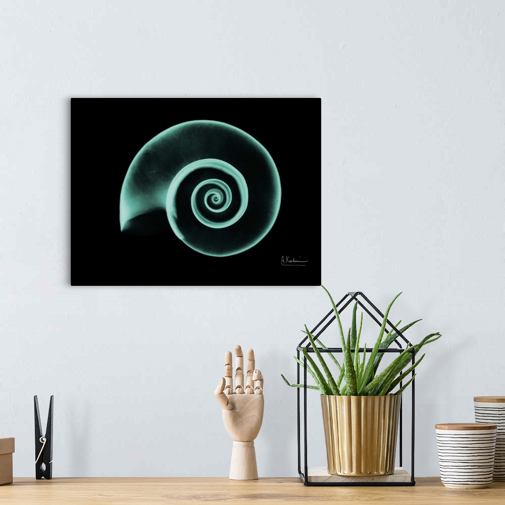 A bohemian room featuring Horizontal x-ray photograph of a spiraled seashell, against a dark background.