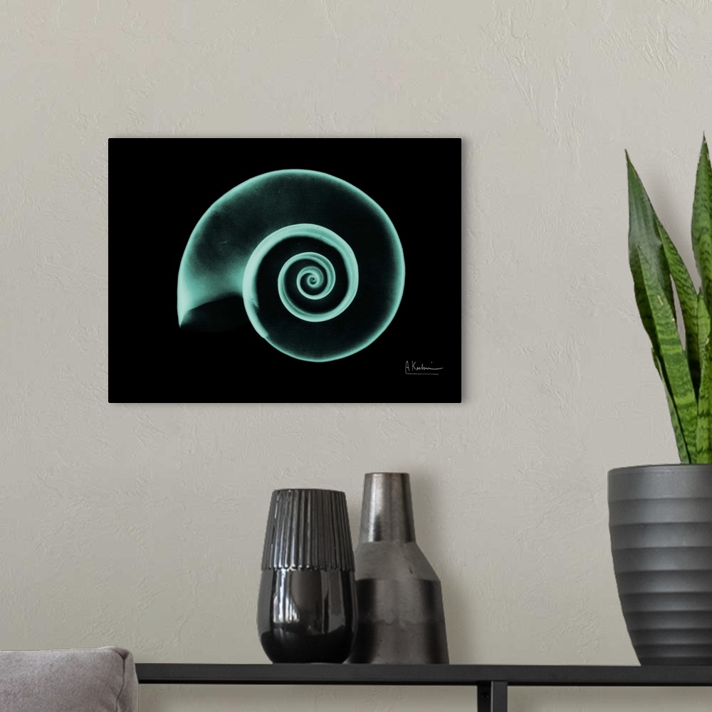 A modern room featuring Horizontal x-ray photograph of a spiraled seashell, against a dark background.