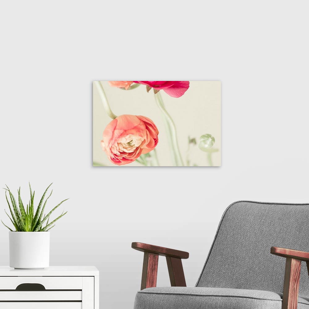 A modern room featuring Fine art photo of brightly colored ranunculus flowers.