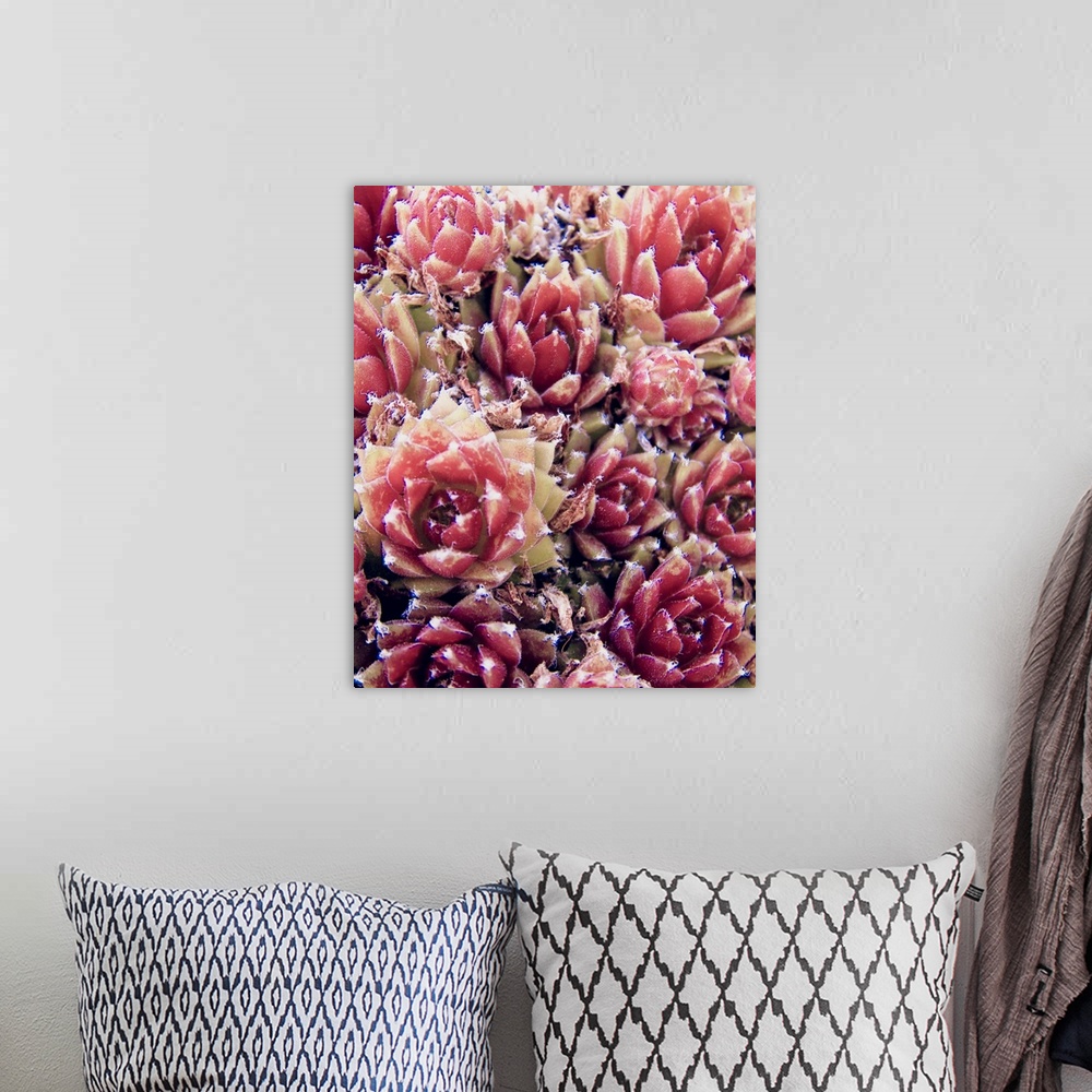 A bohemian room featuring Red Succulents New Born