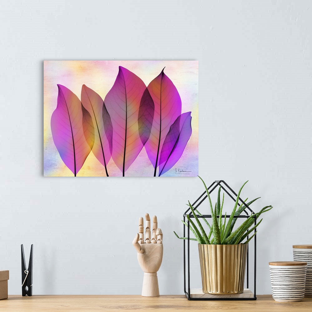 A bohemian room featuring X-Ray photography of Magnolia leaves in vibrant pink and purple colors.