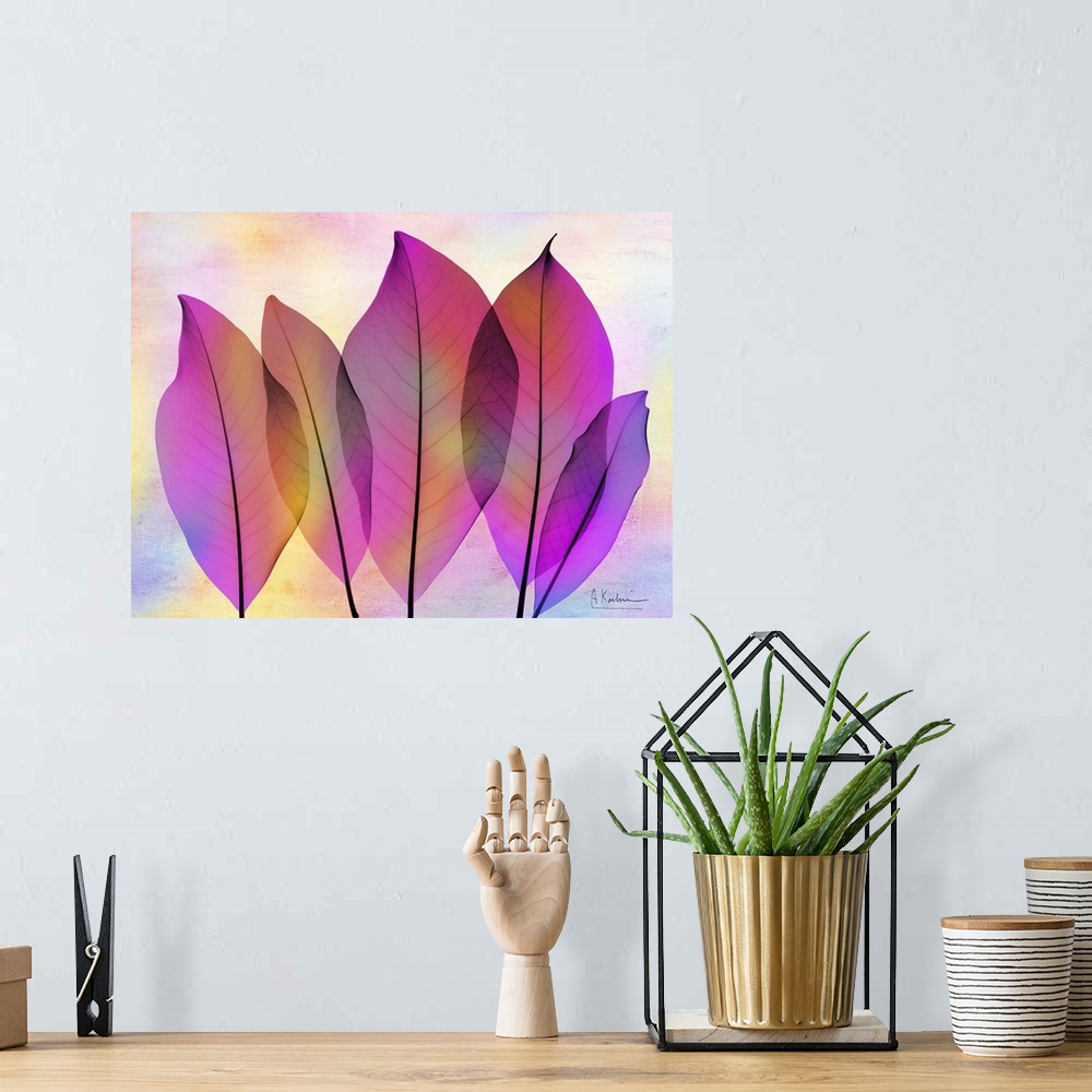 A bohemian room featuring X-Ray photography of Magnolia leaves in vibrant pink and purple colors.