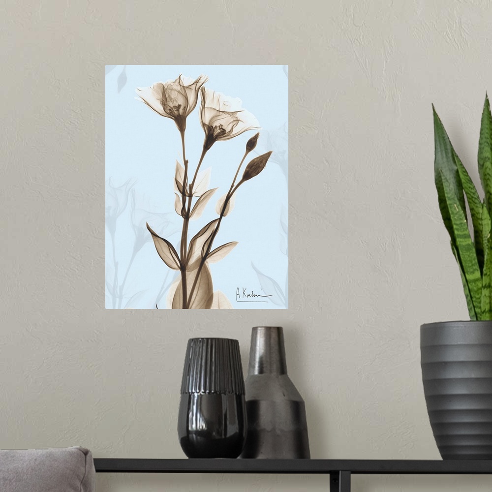 A modern room featuring Rose x-ray floral photograph