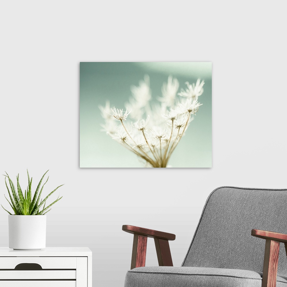 A modern room featuring Close up image of small wispy white flowers.