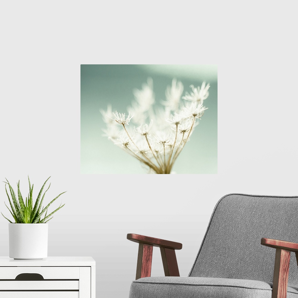 A modern room featuring Close up image of small wispy white flowers.