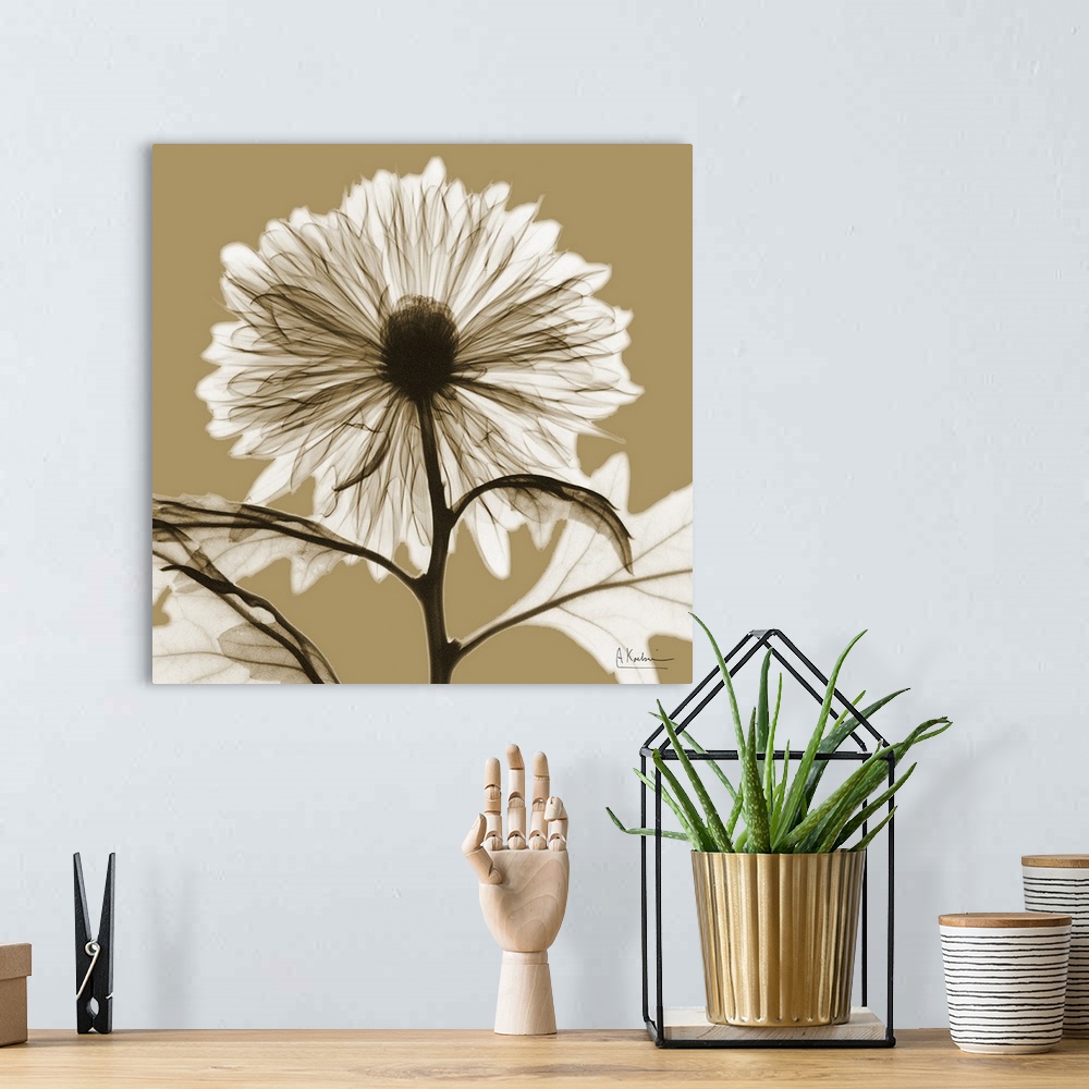A bohemian room featuring Sepia Chrysanthemum X-Ray Photograph