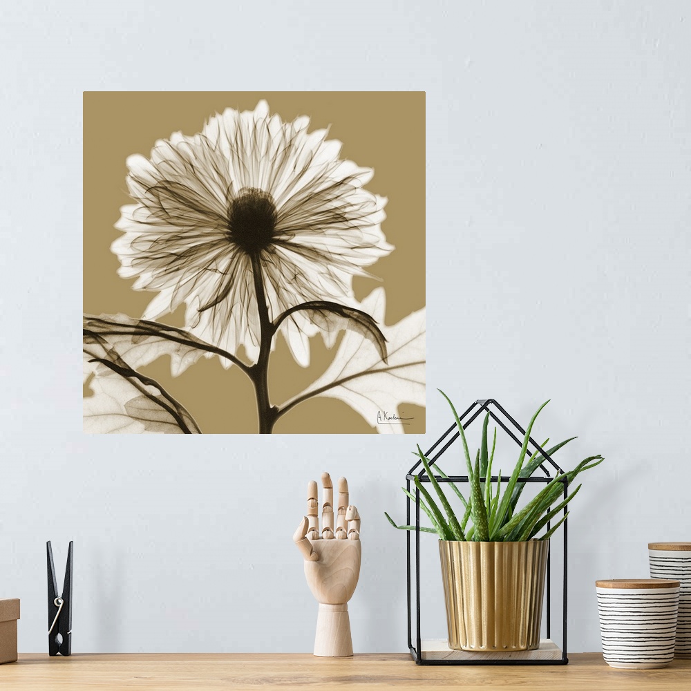 A bohemian room featuring Sepia Chrysanthemum X-Ray Photograph