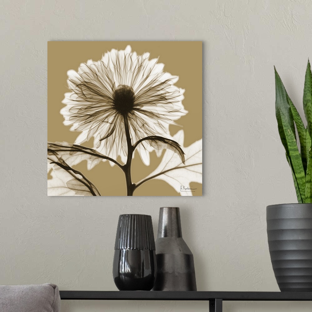 A modern room featuring Sepia Chrysanthemum X-Ray Photograph