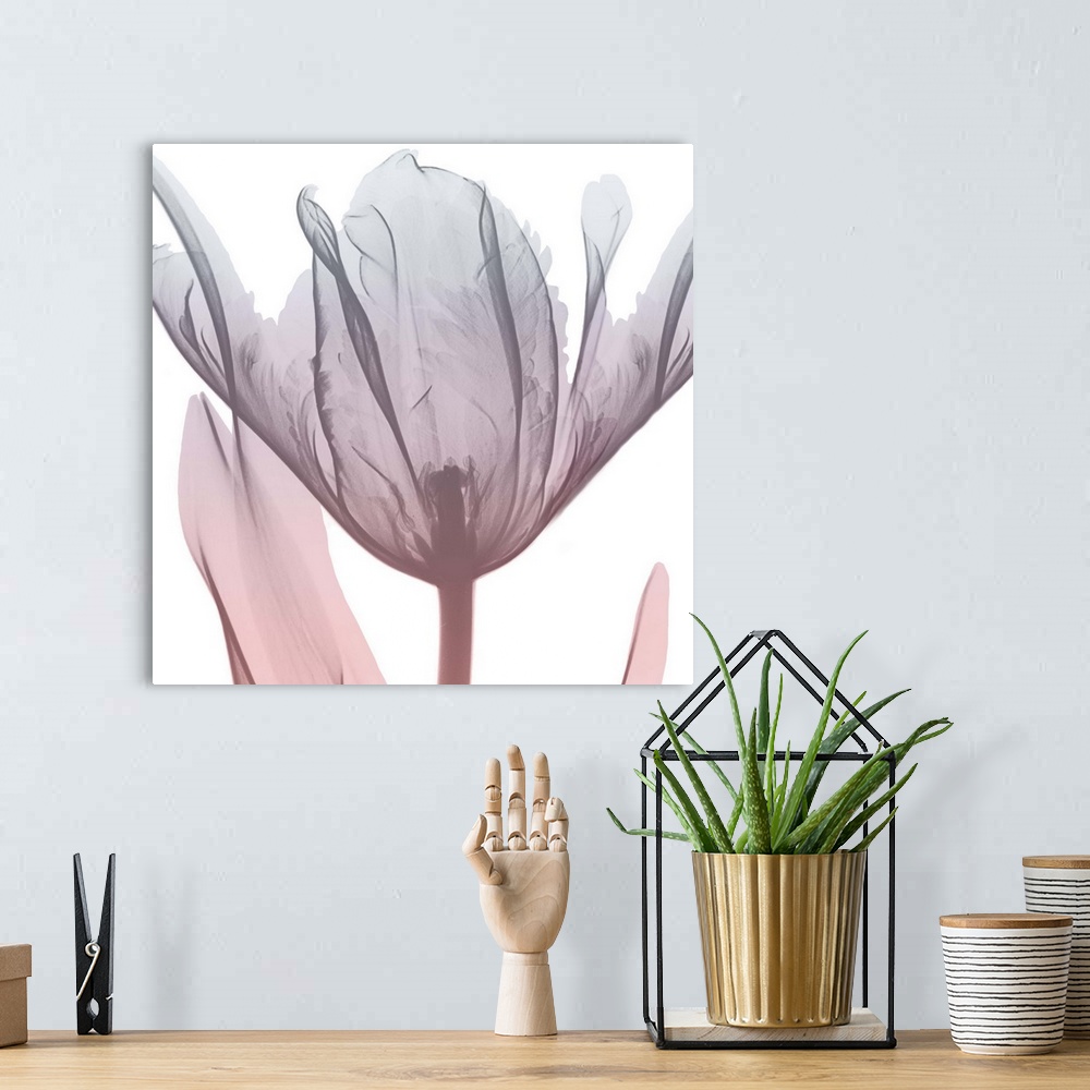 A bohemian room featuring Contemporary x-ray photograph of a hibiscus flower.