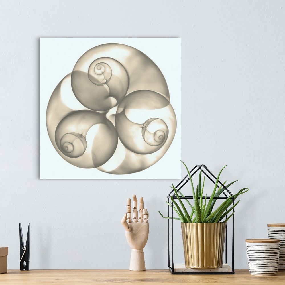 A bohemian room featuring Square x-ray photograph of three seashells arranged in a circular shape, against a light background.