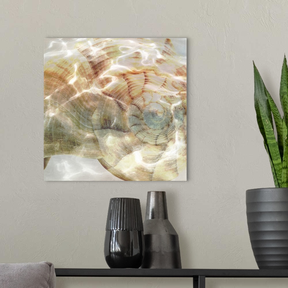 A modern room featuring Close up of a shell with shimmering light from water.