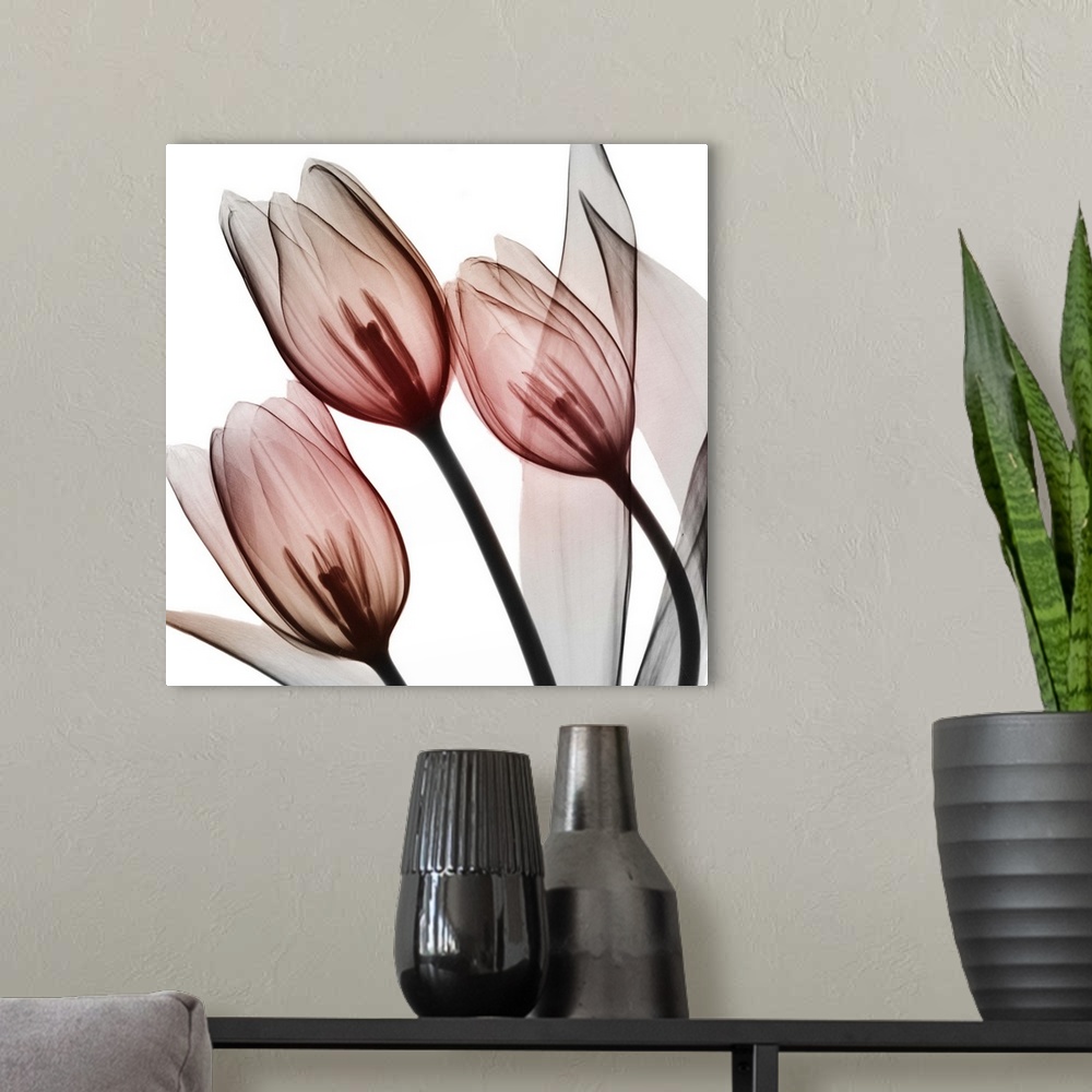 A modern room featuring Splendid Tulips