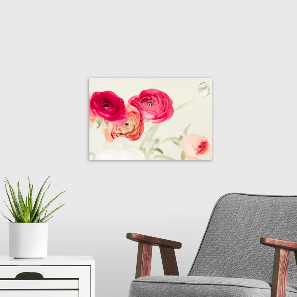 A modern room featuring Fine art photo of brightly colored ranunculus flowers.
