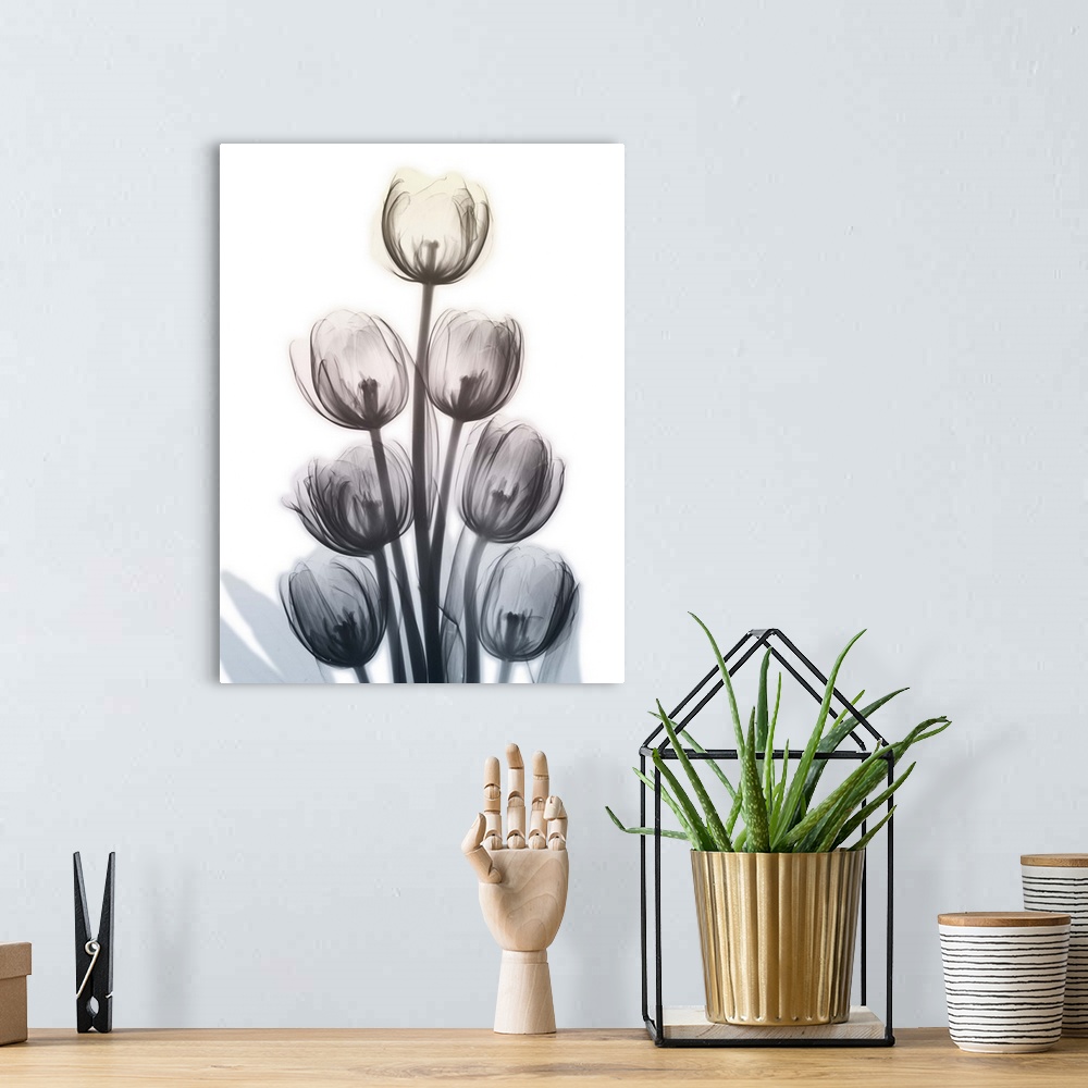 A bohemian room featuring Contemporary x-ray photography of a group of tulips.