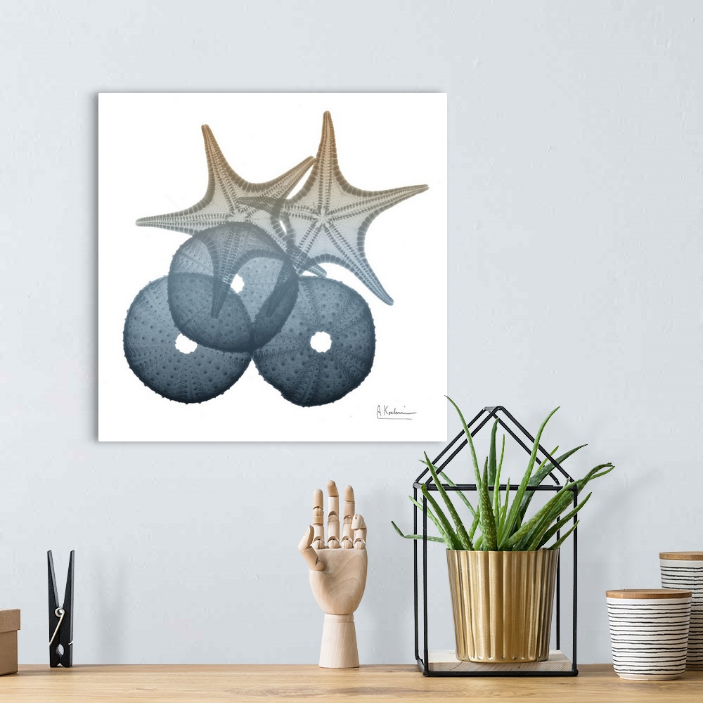 A bohemian room featuring Contemporary home decor artwork of an x-ray photograph of seashells.