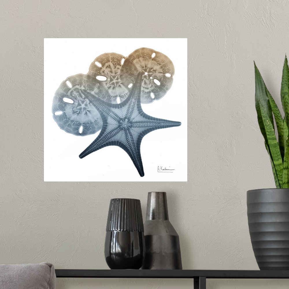 A modern room featuring Contemporary home decor artwork of an x-ray photograph of seashells.
