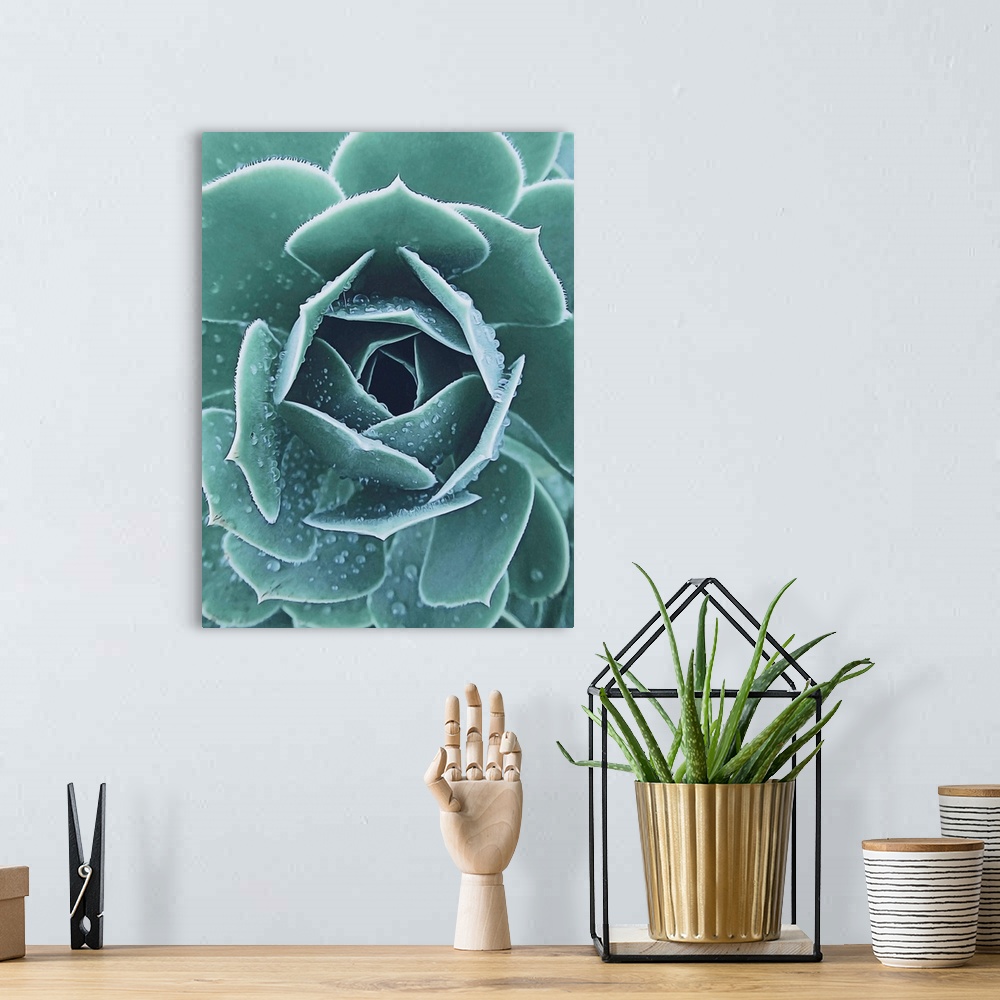 A bohemian room featuring Succulent With Dew